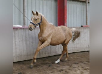 Más caballos centroeuropeos, Semental, 2 años, 167 cm, Palomino