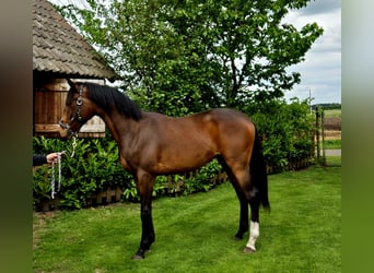 Más caballos centroeuropeos, Semental, 2 años, 169 cm, Castaño