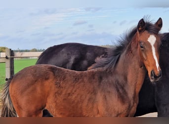 Más caballos centroeuropeos, Semental, 2 años, 169 cm, Castaño