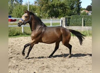 Más caballos centroeuropeos, Semental, 2 años, 170 cm, Buckskin/Bayo