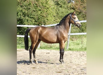 Más caballos centroeuropeos, Semental, 2 años, 170 cm, Buckskin/Bayo