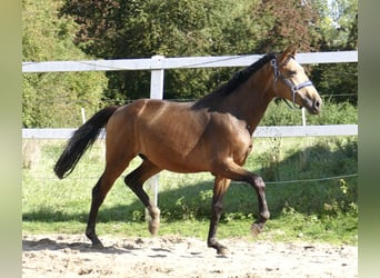 Más caballos centroeuropeos, Semental, 2 años, 170 cm, Buckskin/Bayo