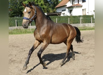 Más caballos centroeuropeos, Semental, 2 años, 170 cm, Buckskin/Bayo