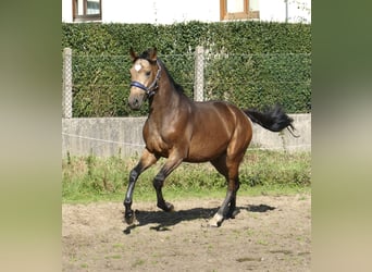 Más caballos centroeuropeos, Semental, 2 años, 170 cm, Buckskin/Bayo