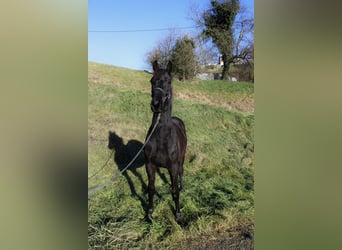 Más caballos centroeuropeos, Semental, 2 años, 174 cm, Negro