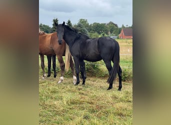 Más caballos centroeuropeos, Semental, 3 años, 160 cm, Negro