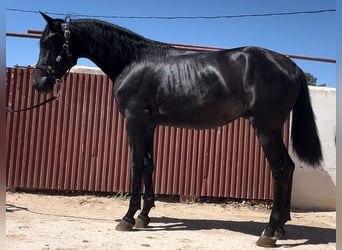 Más caballos centroeuropeos, Semental, 3 años, 160 cm, Negro