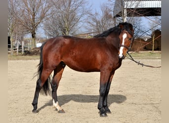 Más caballos centroeuropeos, Semental, 3 años, 164 cm, Castaño
