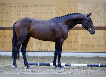 Más caballos centroeuropeos, Semental, 3 años, 165 cm, Negro