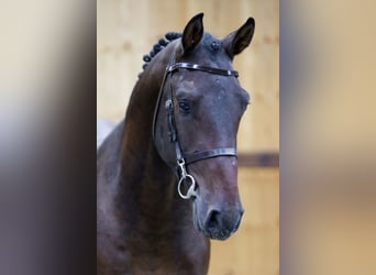 Más caballos centroeuropeos, Semental, 3 años, 165 cm, Negro