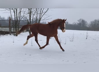 Más caballos centroeuropeos, Semental, 3 años, 171 cm