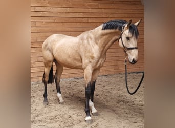 Más caballos centroeuropeos, Semental, 3 años, Buckskin/Bayo