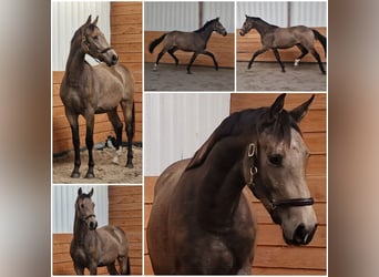 Más caballos centroeuropeos, Semental, 3 años