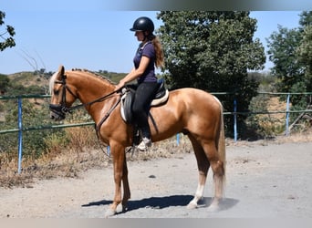 Más caballos centroeuropeos, Semental, 4 años, 155 cm, Palomino