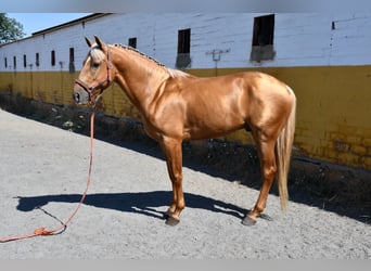 Más caballos centroeuropeos, Semental, 4 años, 155 cm, Palomino