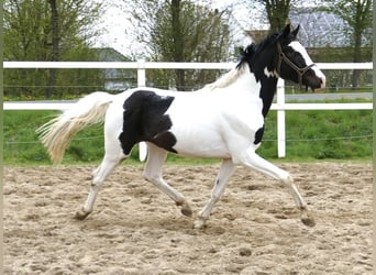 Más caballos centroeuropeos, Semental, 4 años, 168 cm, Pío