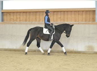 Más caballos centroeuropeos, Semental, 5 años, 167 cm