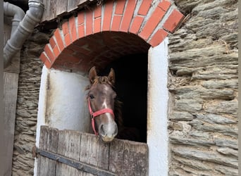 Más caballos centroeuropeos Mestizo, Semental, Potro (03/2024), 135 cm, Tordo