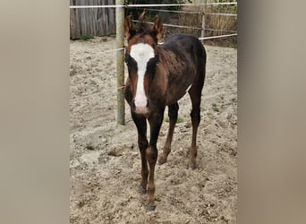 Más caballos centroeuropeos Mestizo, Semental, Potro (06/2026), 155 cm, Overo-todas las-capas