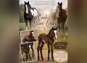 Más caballos centroeuropeos Mestizo, Semental, Potro (06/2026), 160 cm, Overo-todas las-capas
