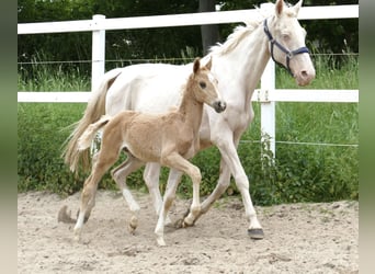 Más caballos centroeuropeos, Semental, Potro (03/2024), 167 cm, Palomino