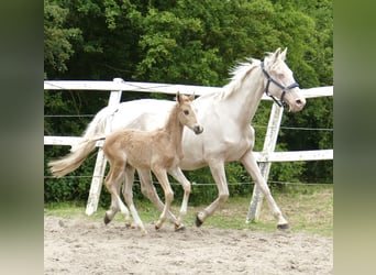 Más caballos centroeuropeos, Semental, Potro (03/2024), 167 cm, Palomino