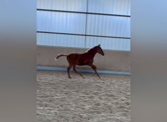 Más caballos centroeuropeos, Semental, Potro (04/2025), 168 cm, Alazán