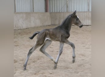 Más caballos centroeuropeos, Semental, Potro (02/2026), 170 cm, Morcillo