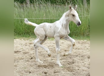 Más caballos centroeuropeos, Semental, , 170 cm, Pío