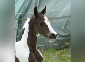 Más caballos centroeuropeos, Semental, Potro (04/2026), 170 cm, Pío