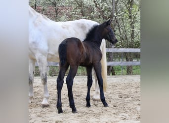 Más caballos centroeuropeos, Semental, Potro (03/2026), Castaño oscuro