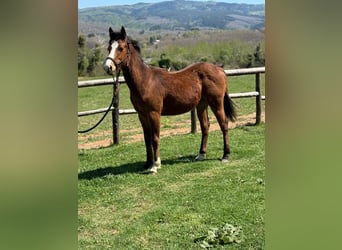 Más caballos centroeuropeos, Semental, Potro (04/2026), Castaño oscuro