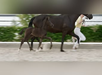 Más caballos centroeuropeos, Semental, Potro (02/2026), Negro