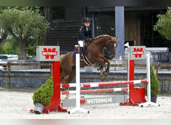 Más caballos centroeuropeos Mestizo, Yegua, 10 años, 144 cm, Alazán