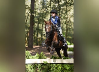 Más caballos centroeuropeos Mestizo, Yegua, 10 años, 144 cm, Alazán