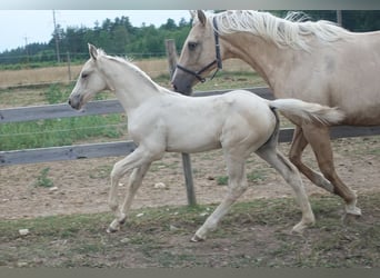 Más caballos centroeuropeos, Yegua, 10 años, 156 cm, Palomino