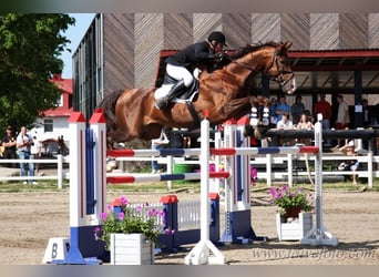 Más caballos centroeuropeos, Yegua, 10 años, 156 cm, Palomino