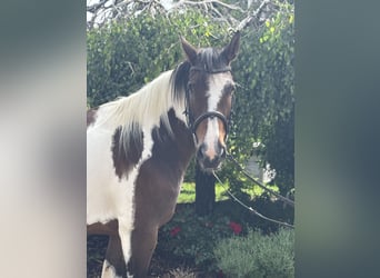 Más caballos centroeuropeos, Yegua, 10 años, 158 cm, Pío