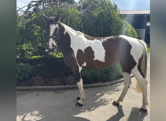 Más caballos centroeuropeos, Yegua, 10 años, 158 cm, Pío