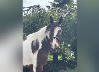 Más caballos centroeuropeos, Yegua, 10 años, 158 cm, Pío