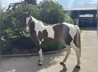 Más caballos centroeuropeos, Yegua, 10 años, 158 cm, Pío