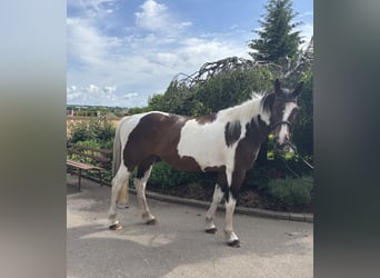 Más caballos centroeuropeos, Yegua, 10 años, 158 cm, Pío
