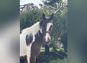 Más caballos centroeuropeos, Yegua, 10 años, 158 cm, Pío
