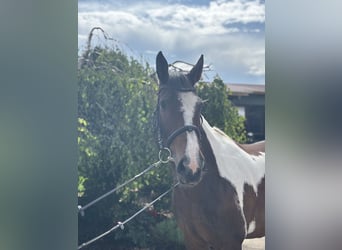 Más caballos centroeuropeos, Yegua, 10 años, 158 cm, Pío