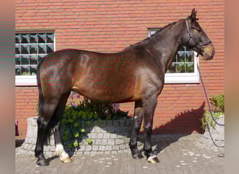 Más caballos centroeuropeos, Yegua, 10 años, 163 cm, Castaño