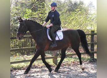 Más caballos centroeuropeos, Yegua, 10 años, 163 cm, Castaño