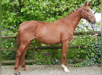 Más caballos centroeuropeos, Yegua, 10 años, 164 cm