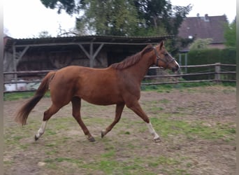 Más caballos centroeuropeos, Yegua, 10 años, 167 cm, Alazán