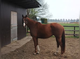 Más caballos centroeuropeos, Yegua, 10 años, 167 cm, Alazán