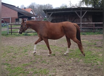 Más caballos centroeuropeos, Yegua, 10 años, 167 cm, Alazán